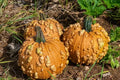 Grizzly Bear Warty Pumpkin Seeds - 10 Pack - Organic USA Seeds - Heirloom Variety