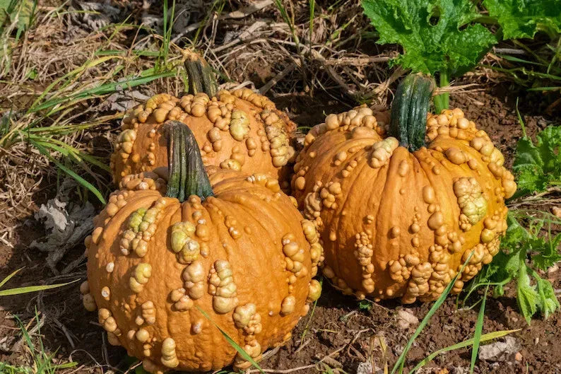 Grizzly Bear Warty Pumpkin Seeds - 10 Pack - Organic USA Seeds - Heirloom Variety