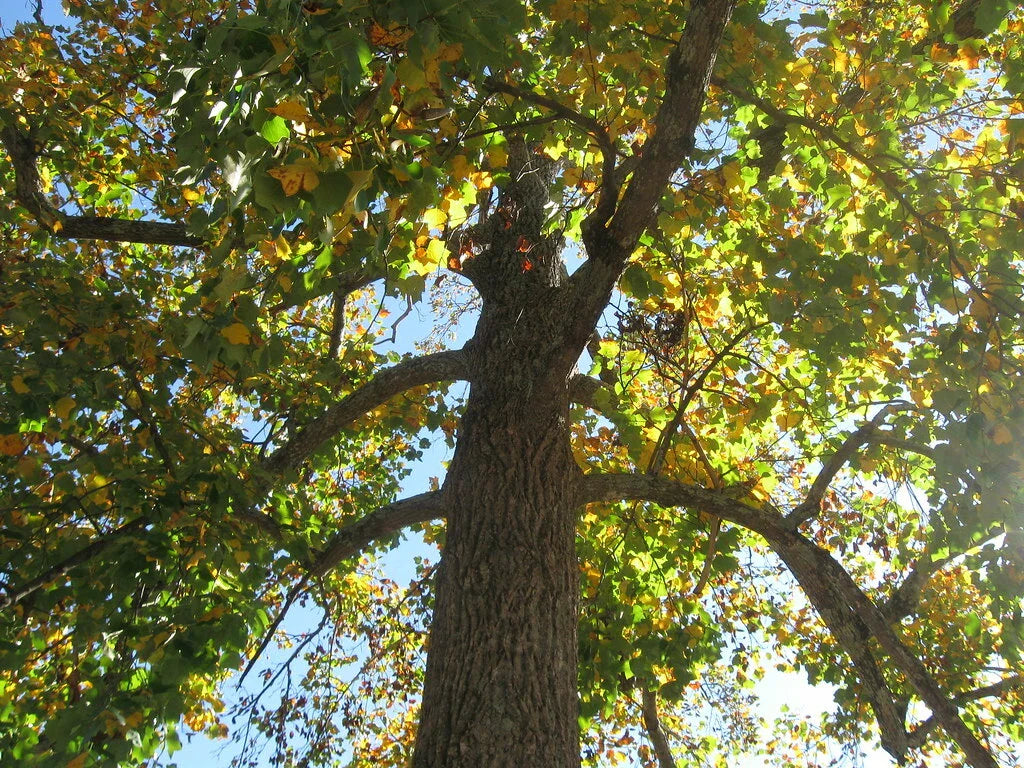 Sycamore Tree 18+ Inches Bare Root Live Plant Platanus occidentalis