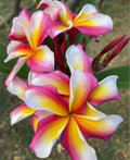 Rooted Plumeria Plant Cutting 16" Candy Stripe Plumeria (Plumeria rubra) with 2 Tips