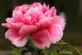 Peony Seeds 10pc Pack Exotic Flower Garden Plant USA Seller Free Shipping - Paeonia spp.