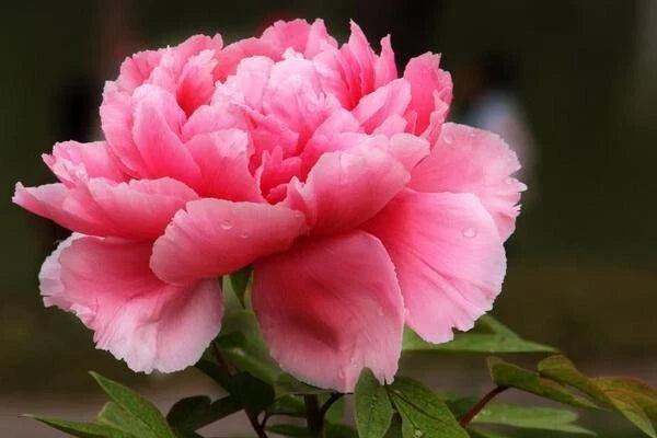 Peony Seeds 10pc Pack Exotic Flower Garden Plant USA Seller Free Shipping - Paeonia spp.