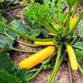 Heirloom Organic Golden Zucchini Seeds - 25 Fresh Seeds (Cucurbita pepo) - Non-GMO Vegetable Garden Starter