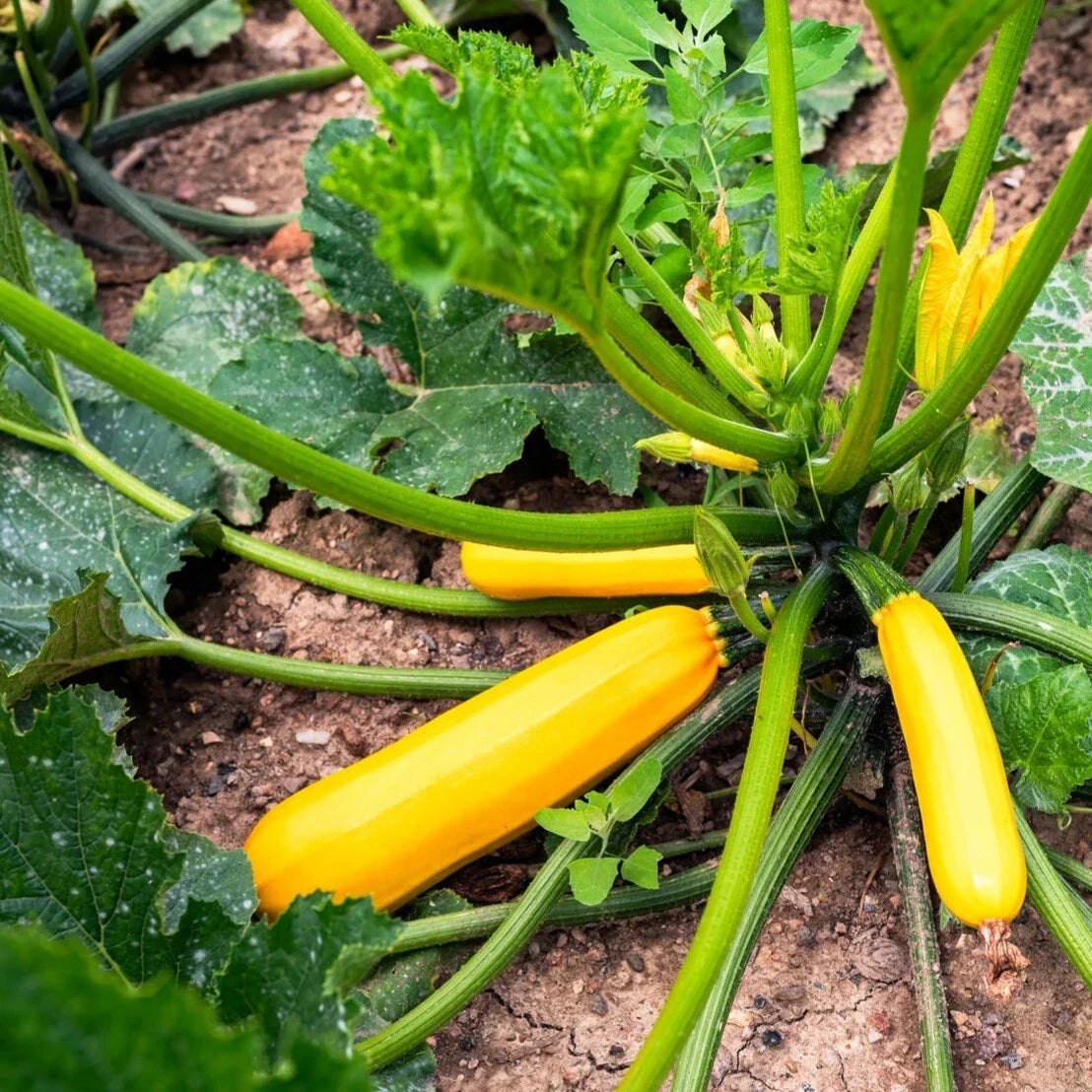 Heirloom Organic Golden Zucchini Seeds - 25 Fresh Seeds (Cucurbita pepo) - Non-GMO Vegetable Garden Starter