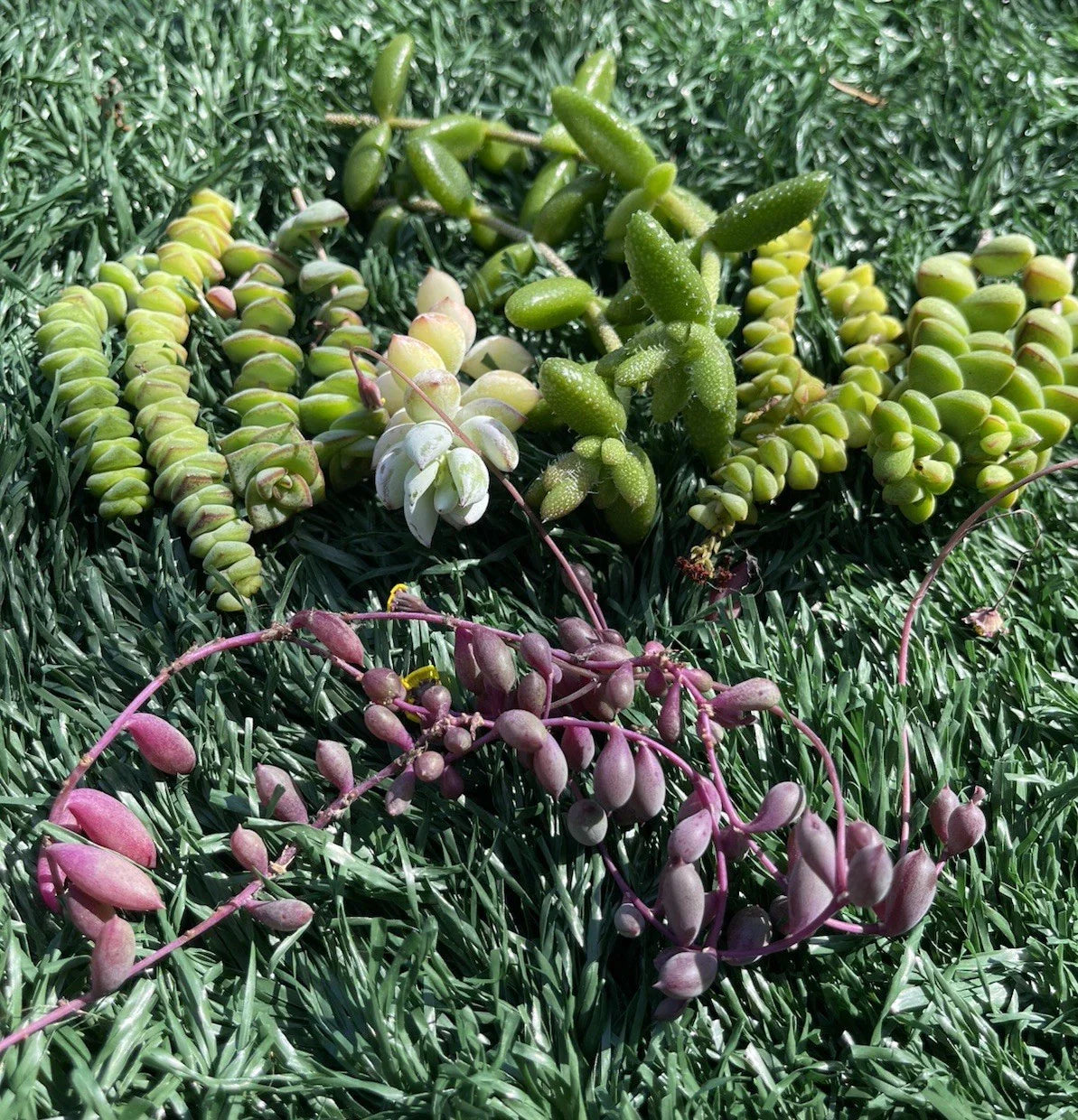 Succulent Cuttings Set | 7 Varieties | Easy to Grow Succulents | Ideal for Plant Lovers