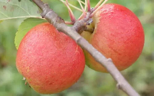 Lord Lambourne Apple Seeds - 25+ Seeds for Garden Planting - Malus domestica - USA Grown, Non-GMO