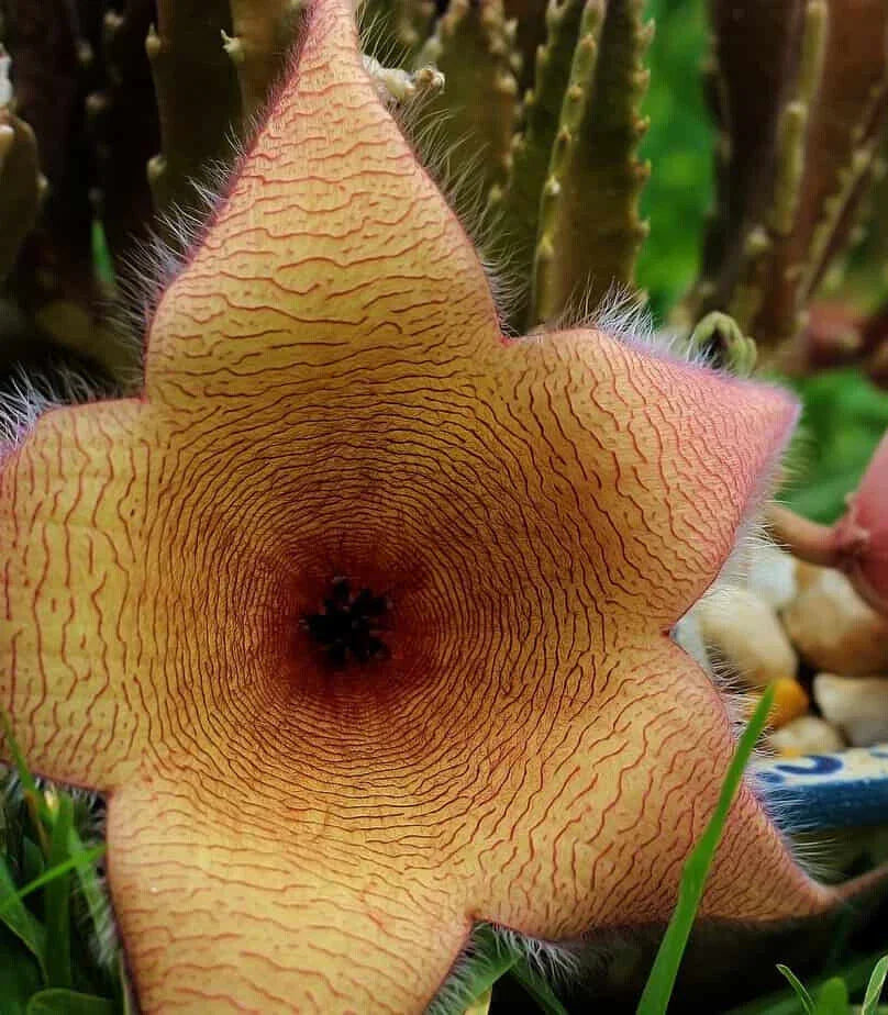 XLARGE Stapelia Gigantea Cutting - Huge 6" Flower, Lifesaver Plant, 6" Long - Unique Succulent for Home Decor