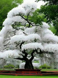 White Flowering Cherry Tree Seeds - 10 Pack - Prunus serrulata - Ideal for Planting and Landscaping