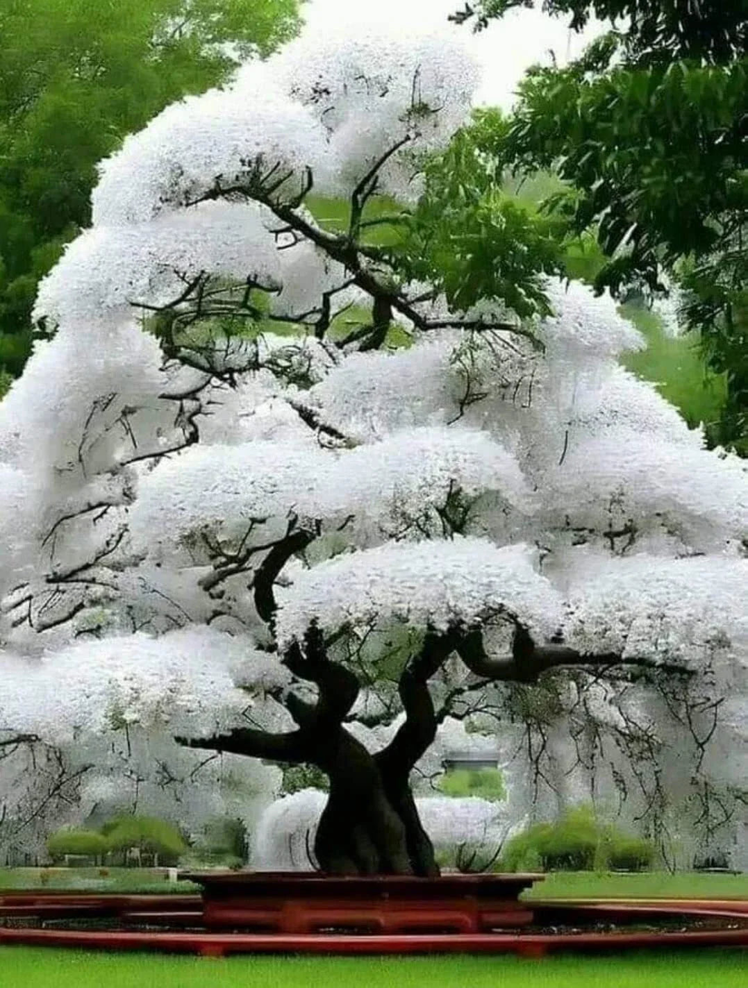 White Flowering Cherry Tree Seeds - 10 Pack - Prunus serrulata - Ideal for Planting and Landscaping