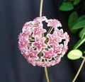 Hoya Pubicalyx 'Bright One' Rooted Plant 2.5" Pot