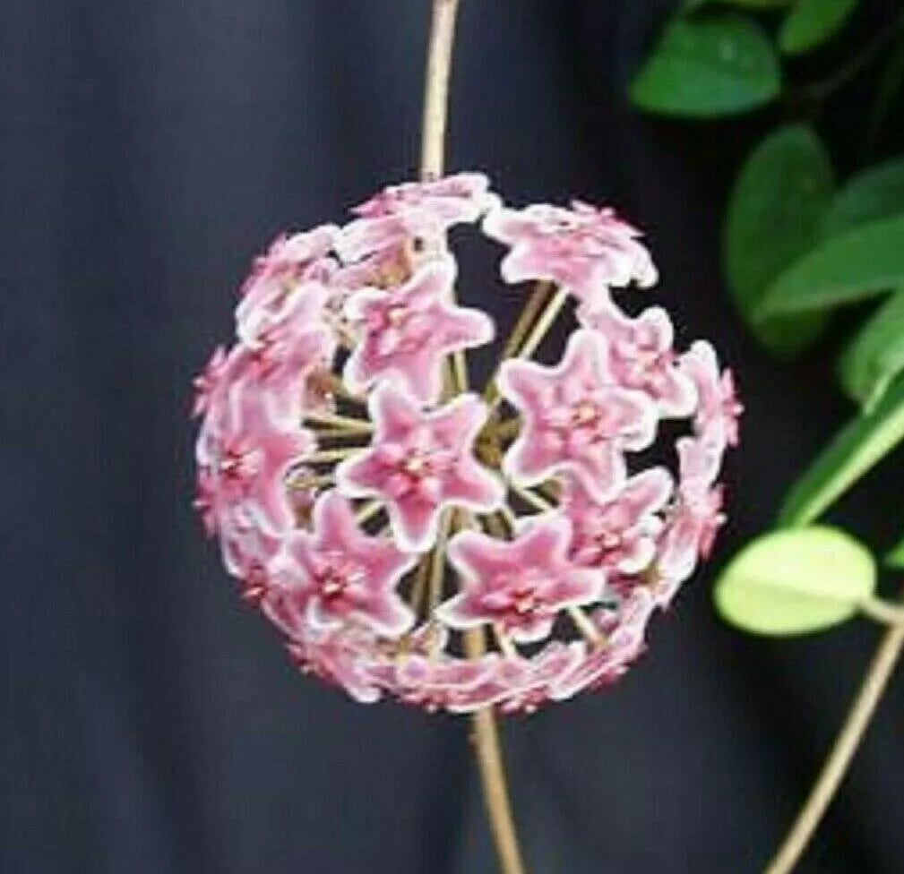 Hoya Pubicalyx 'Bright One' Rooted Plant 2.5" Pot