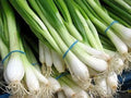 Tokyo Long White Onion Seeds - 200+ Bunching Scallion Vegetable - Allium fistulosum - USA - Free Shipping