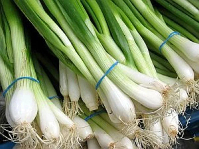 Tokyo Long White Onion Seeds - 200+ Bunching Scallion Vegetable - Allium fistulosum - USA - Free Shipping