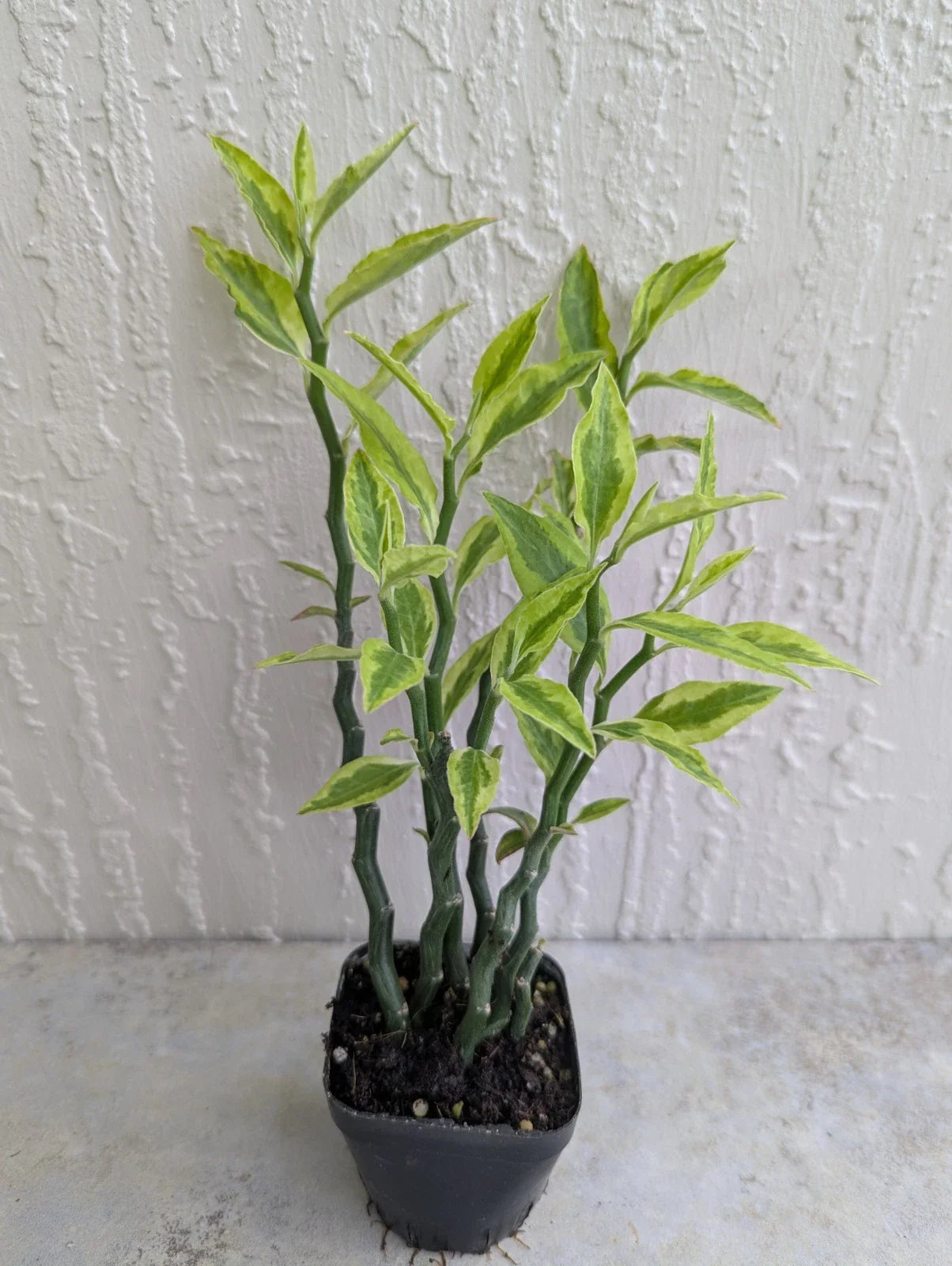 Variegated Devil's Backbone 2.5" Pot - 6 Stems Per Rooted Plant (Euphorbia tithymaloides)