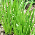 Garlic Chives Seeds | NON-GMO Heirloom | Organic Garden Seeds | Allium tuberosum