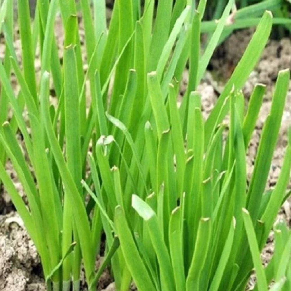 Garlic Chives Seeds | NON-GMO Heirloom | Organic Garden Seeds | Allium tuberosum