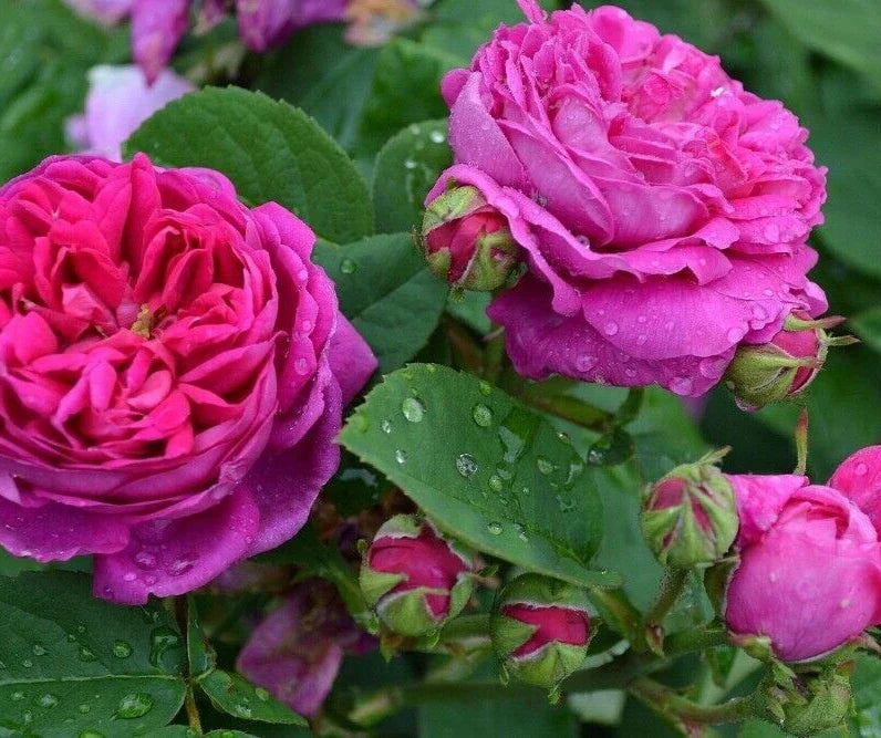 Scarlet Rose Bush Seeds, 100 Heirloom Seeds, Summer Blooming Flowers, Rosa spp.