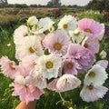 Cupcake Blush Cosmos Seeds - 200+ Pack for Garden Planting - Colorful Annual Flower Seeds - Cosmos bipinnatus