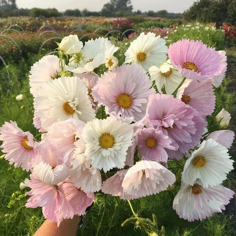 Cupcake Blush Cosmos Seeds - 200+ Pack for Garden Planting - Colorful Annual Flower Seeds - Cosmos bipinnatus