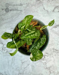 Scindapsus Mayari Cuttings - Low Variegation - Rooted Houseplant - Epipremnum aureum