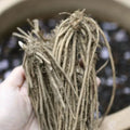 Green Atlas Asparagus Crowns - 2 Year Bare Root Plants - Hand Picked Nursery Quality (Asparagus officinalis)