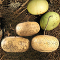Corsican Gourd Seeds - Hard-Shelled Ornamental Gourds - Perfect for 2025 Planting - Cucurbita pepo