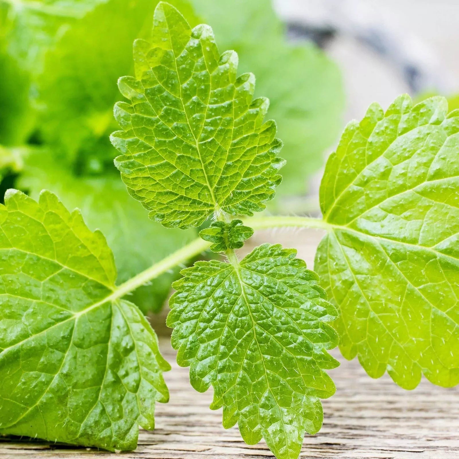 LEMON BALM SEEDS 1000+ Non-GMO Heirloom (Melissa officinalis) for Herb Garden, Aromatic Plants, Edible Landscaping