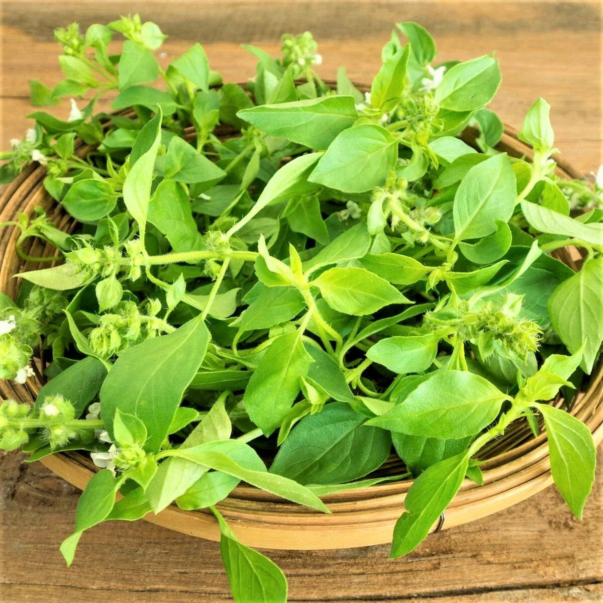 Lemon Basil Seeds - 100 Count Non-GMO Seed Pack - Unique Culinary Herb (Ocimum basilicum)