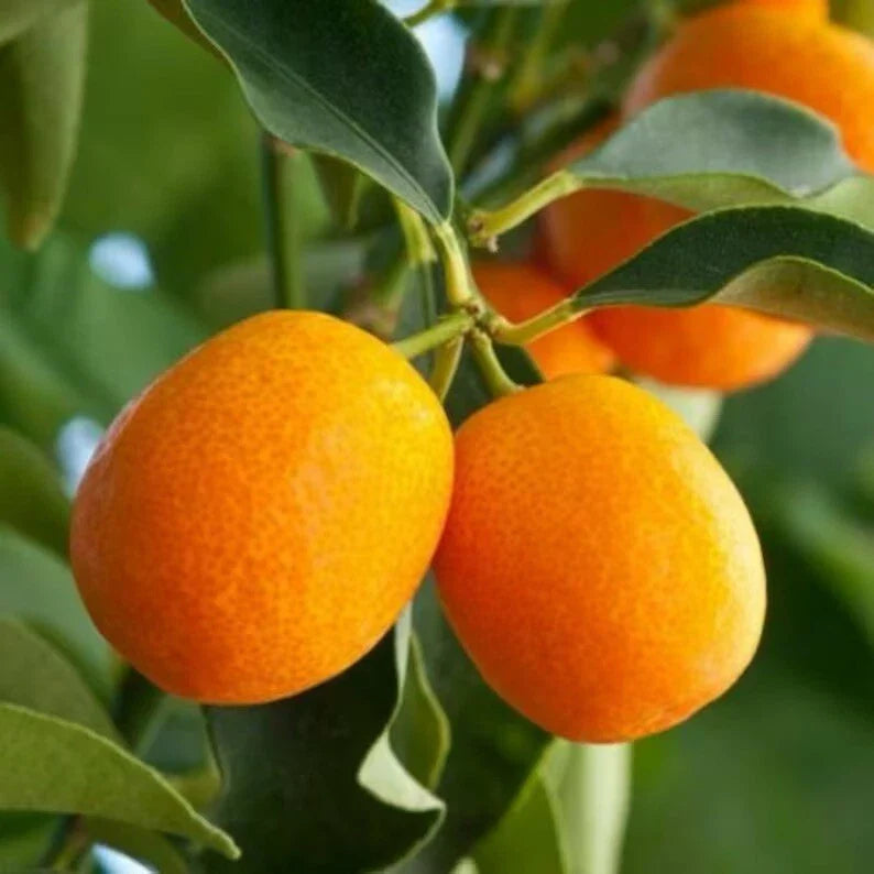 Sweet Meiwa Kumquat Citrus Tree Seedlings - 2" to 5" Live Plant in 4" Pot - Citrus Japonica - Indoor/Outdoor Garden