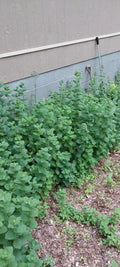 Apple Mint Tea Plants - 4-Pack - Smoky Mountains Variety - Mentha suaveolens