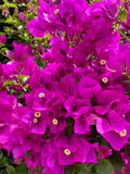 Bougainvillea Cuttings, Fuchsia, 4 Pieces for Planting, Bougainvillea glabra
