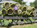 Mongolian Giant Sunflower Seeds | 10 Seeds | Planting Variety | Helianthus annuus | Ships from Iowa USA
