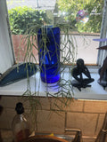 Hoya Linearis Cuttings - 3” Rooted Plant in Pot - Uncommon Houseplant - Perfect for Indoor Decor