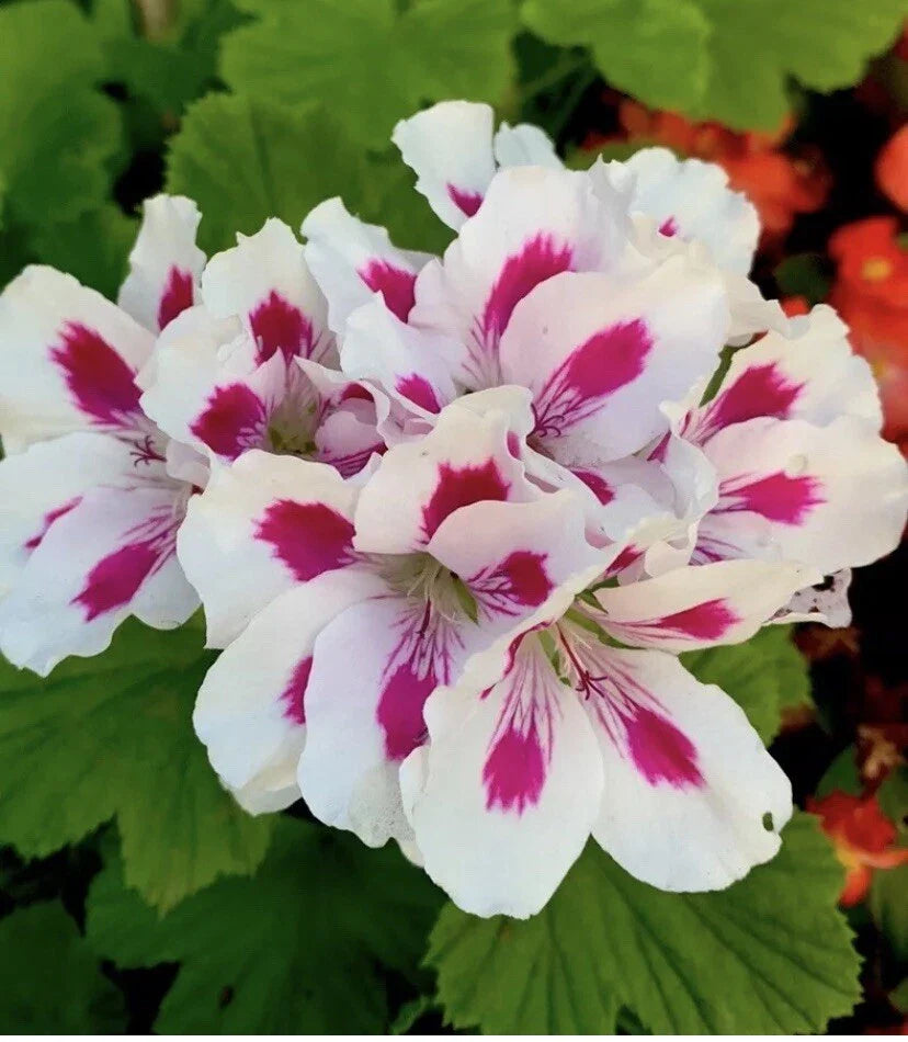 Geranium Live Plant 10-12” Tall White/Bright Pink Pelargonium in 3” Pot
