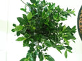 Heirloom White Gardenia Cuttings 7 No Roots Cape Jasmine Shrub Plant (Gardenia jasminoides)