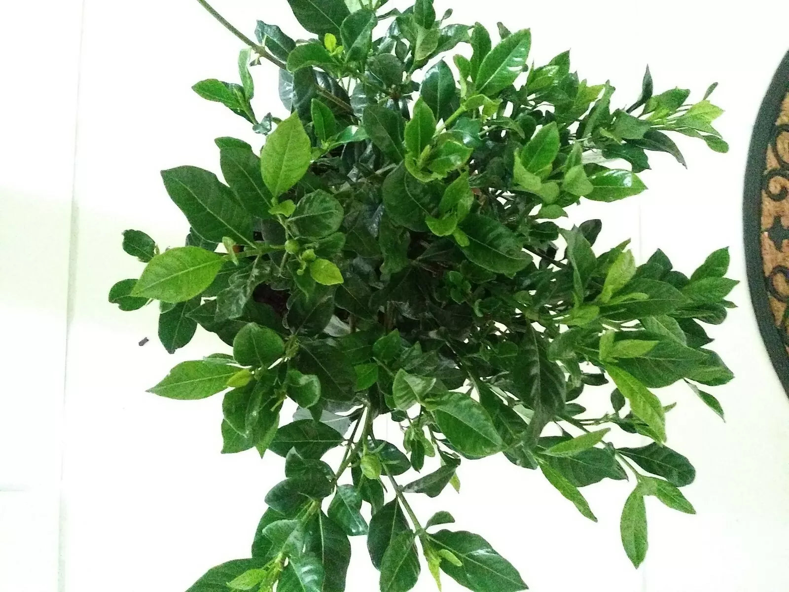 Heirloom White Gardenia Cuttings 7 No Roots Cape Jasmine Shrub Plant (Gardenia jasminoides)
