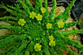 Euphorbia Flanaganii 'Caput-Medusae' Cutting - 6" Long - Rare Succulent - Amazing Bloomer - Unique Houseplant