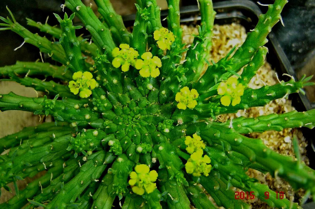 Euphorbia Flanaganii 'Caput-Medusae' Cutting - 6" Long - Rare Succulent - Amazing Bloomer - Unique Houseplant