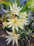 Epiphyllum Cuttings - Unrooted 8 to 10 Inches - Pixie Dust Variety - Epiphyllum oxypetalum