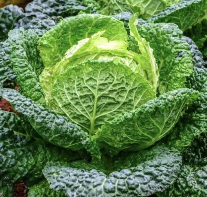 Savoy Perfection Cabbage Seeds | 1000 Non-GMO Seeds | Brassica oleracea