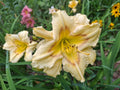 Daylily Bareroot Plant - Hemerocallis 'Camden Queen' - One Mature Eye
