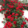 Climbing Red Rose Seeds - 10 Perennial Flowering Bush Seeds - Rosa spp.