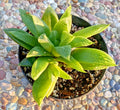 Haworthia Turgida Var. Longibracteata - 5" Potted Plant with Transparent Tips - Rare Succulent