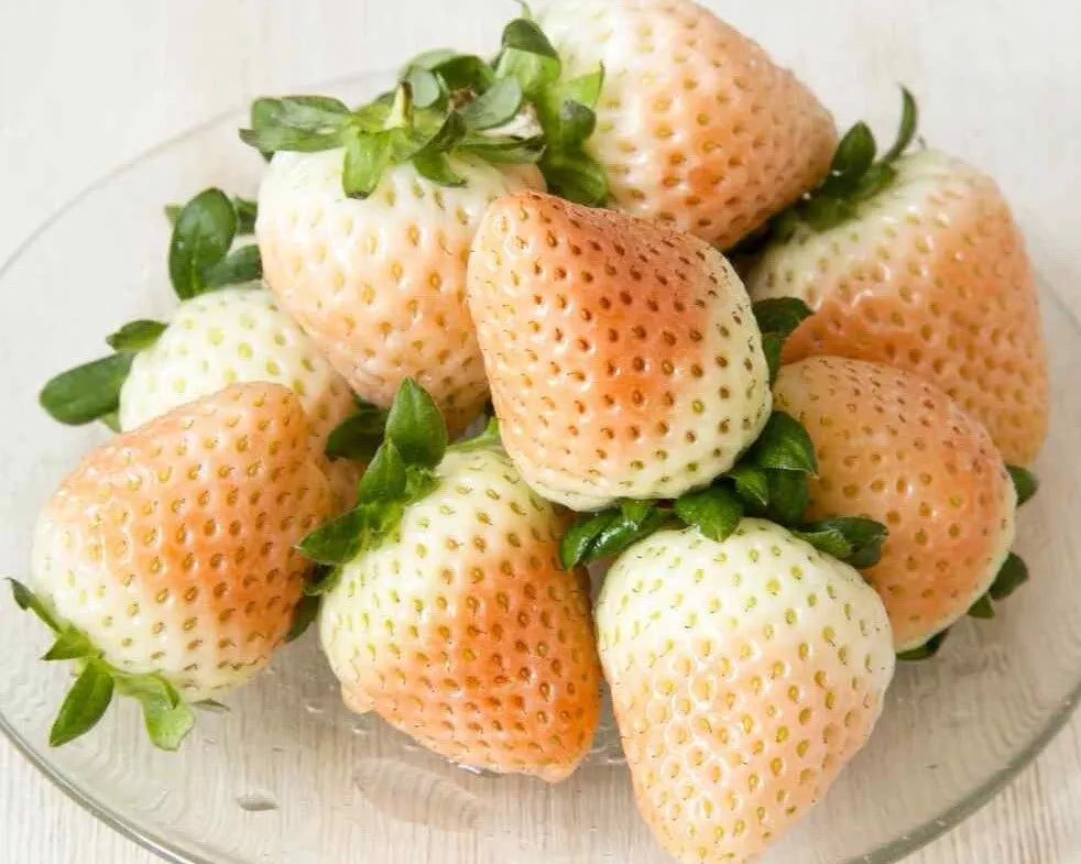 White Wild Strawberry Seeds - 50+ Seeds - White Soul (Fragaria Vesca White Soul) - USA Grown