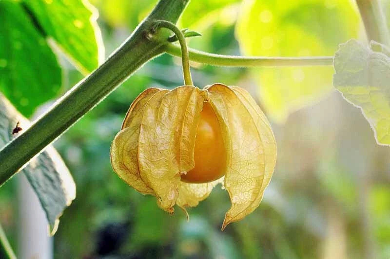 Ground Cherry Seeds - 100+ Heirloom Pineapple Cape Gooseberry (Physalis Ixocarpa) - Organic Non-GMO Gardening Seeds