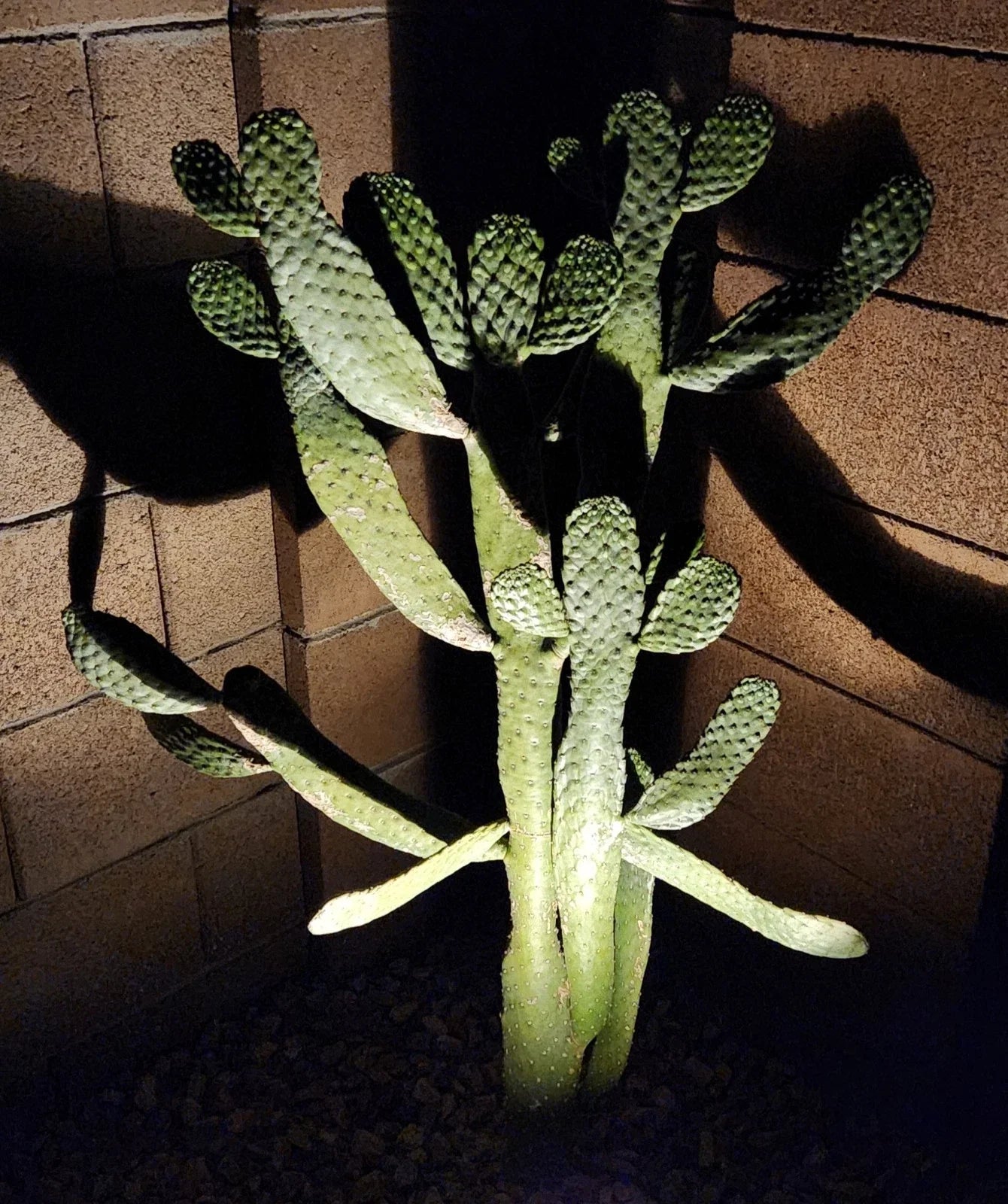 Consolea Rubescens Road Kill Cactus Live Pad Cutting (1) – Unique Succulent Plant for Home or Garden Decor
