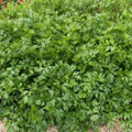 Italian Giant Parsley Seeds, Heirloom Flat-Leaf Variety, 4000 Seeds, Petroselinum crispum