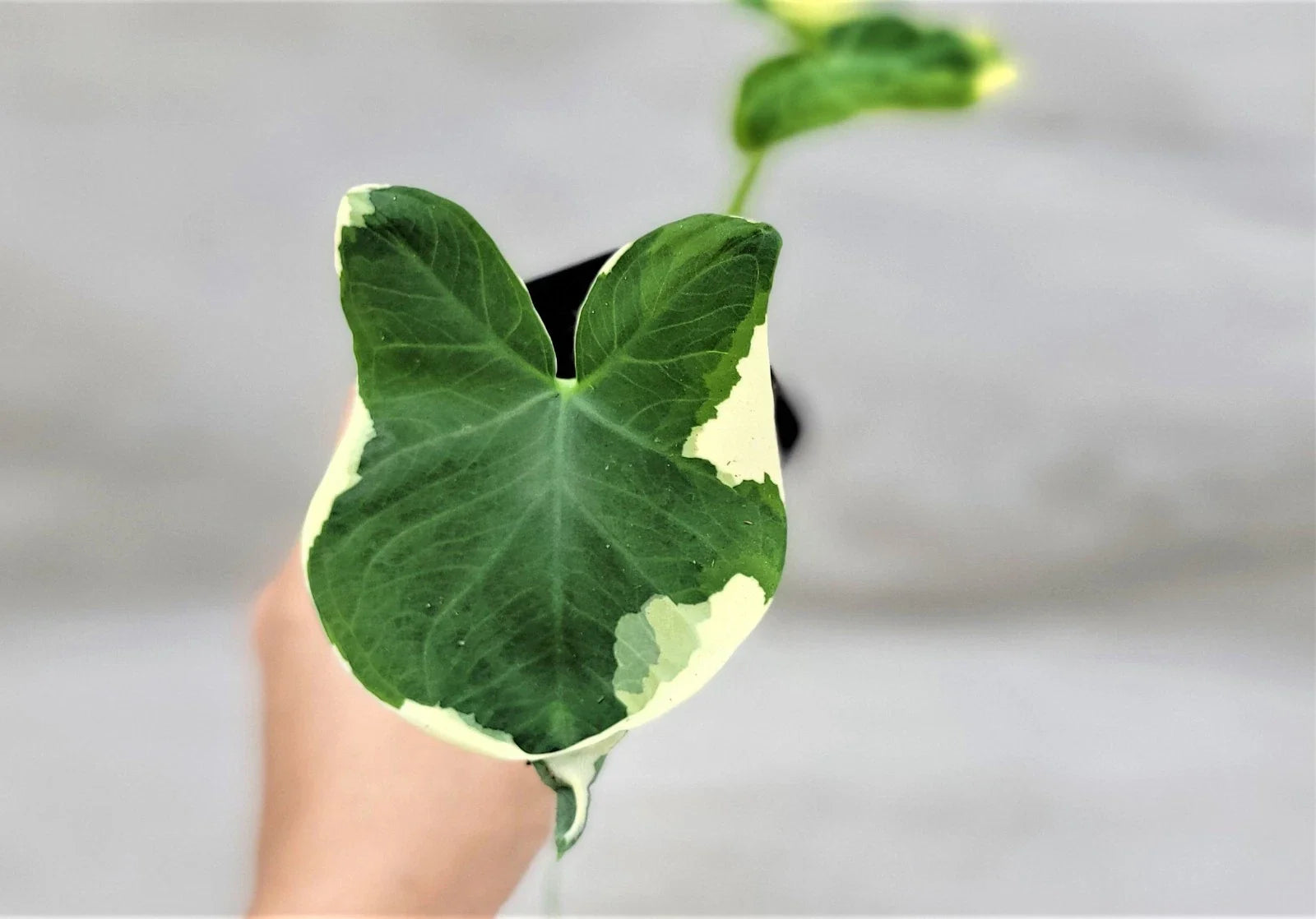 Alocasia Mickey Mouse Plant | 3" Rare Variegated Elephant Ear | Indoor Live Plant | Alocasia sanderiana