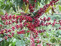 Coffee Seeds for Planting, 30 Seeds, Arabica Variety, Coffea arabica