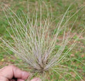 Tillandsia Bartramii Air Plant Clump - Purple Hue Bromeliad